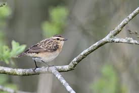 Attēlu rezultāti vaicājumam “Saxicola rubetra”