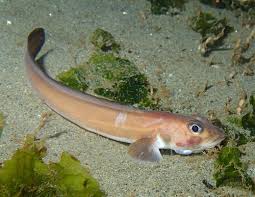 Image result for Zoarces americanus