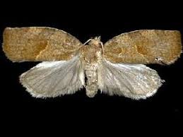 Attēlu rezultāti vaicājumam “Pandemis heparana”