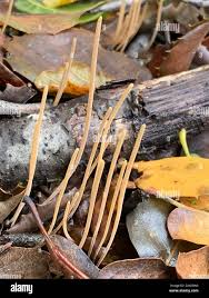 Attēlu rezultāti vaicājumam “Macrotyphula juncea”