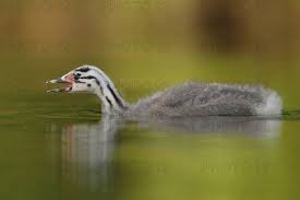Attēlu rezultāti vaicājumam “Podiceps cristatus juvenile”