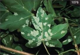 Attēlu rezultāti vaicājumam “Eriophyes padi”