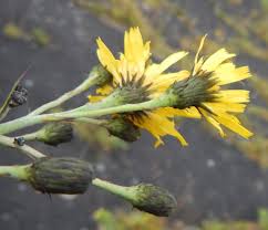 Attēlu rezultāti vaicājumam “Hieracium murorum bud”