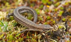 Attēlu rezultāti vaicājumam “Lacerta vivipara female”