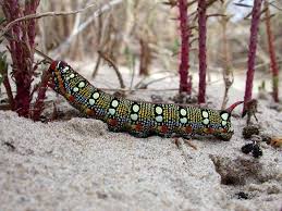 Attēlu rezultāti vaicājumam “Hyles gallii larva”