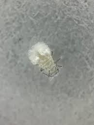 Attēlu rezultāti vaicājumam “Thecabius affinis”