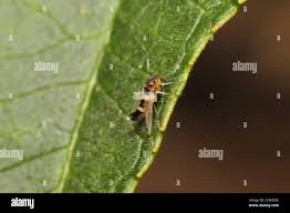 Attēlu rezultāti vaicājumam “Cricotopus”