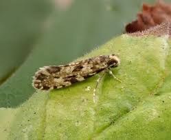 Attēlu rezultāti vaicājumam “Nemapogon cloacella”