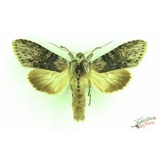 Attēlu rezultāti vaicājumam “Eupsilia transversa”