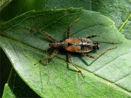 Attēlu rezultāti vaicājumam “Nabidae”