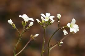 Attēlu rezultāti vaicājumam “Saxifraga granulata”