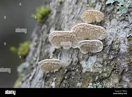 Attēlu rezultāti vaicājumam “Irpex lacteus”