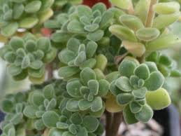 Image result for Aichryson