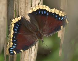 Attēlu rezultāti vaicājumam “Nymphalis antiopa upperside”