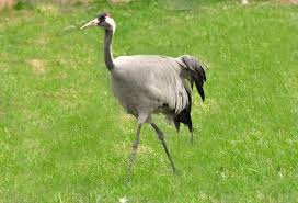 Attēlu rezultāti vaicājumam “Gruiformes”