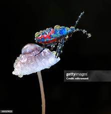 Attēlu rezultāti vaicājumam “Troilus luridus”