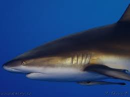 Image result for Carcharhinus perezii