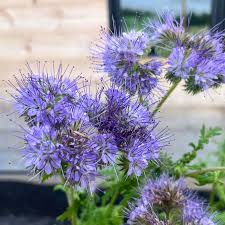 Attēlu rezultāti vaicājumam “Phacelia tanacetifolia”
