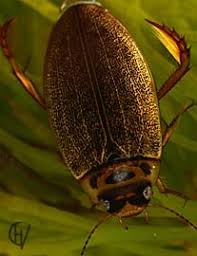 Attēlu rezultāti vaicājumam “Rhantus frontalis”