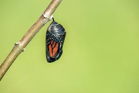 Attēlu rezultāti vaicājumam “cocoon”