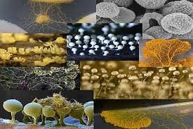 Attēlu rezultāti vaicājumam “Physarum oblatum”