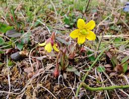 Attēlu rezultāti vaicājumam “Saxifraga hirculus flower”