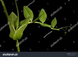 Attēlu rezultāti vaicājumam “Pisum sativum leaf”