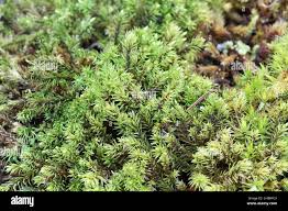 Attēlu rezultāti vaicājumam “Aulacomnium”