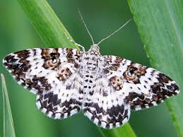 Attēlu rezultāti vaicājumam “Epirrhoe tristata imago”