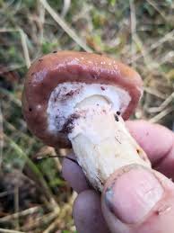 Attēlu rezultāti vaicājumam “Suillus luteus”