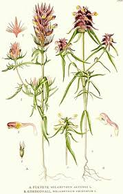 Attēlu rezultāti vaicājumam “Melampyrum cristatum leaf”