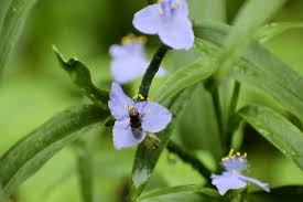 Attēlu rezultāti vaicājumam “Tradescantia virginiana flower”