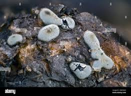 Attēlu rezultāti vaicājumam “Diderma chondrioderma spores”