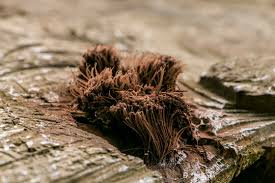 Attēlu rezultāti vaicājumam “Stemonitis axifera young”