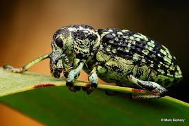 Attēlu rezultāti vaicājumam “Physarum bitectum macro”