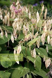 Attēlu rezultāti vaicājumam “Lunaria rediviva bud”