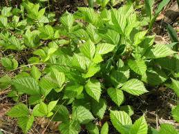 Attēlu rezultāti vaicājumam “Rubus saxatilis leaf”
