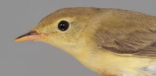 Attēlu rezultāti vaicājumam “Hippolais icterina adult”