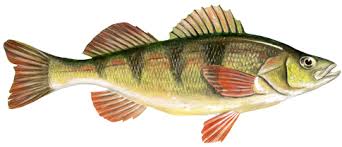 Image result for Perca flavescens