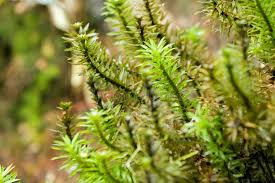 Attēlu rezultāti vaicājumam “Acrocarpous mosses”