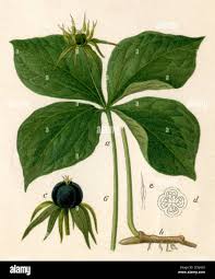 Attēlu rezultāti vaicājumam “Paris quadrifolia”