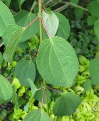 Attēlu rezultāti vaicājumam “Cercidiphyllum japonicum leaf”
