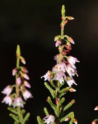 Attēlu rezultāti vaicājumam “Calluna vulgaris flower”