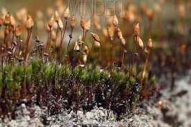 Attēlu rezultāti vaicājumam “Polytrichum piliferum sporophyte”