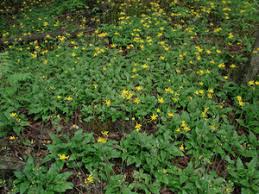 Attēlu rezultāti vaicājumam “Hieracium murorum flower”