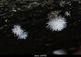 Attēlu rezultāti vaicājumam “Tilachlidium brachiatum”