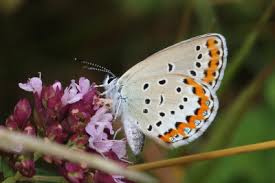 Attēlu rezultāti vaicājumam “Plebejus argus female”