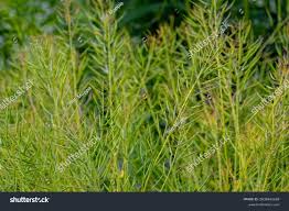 Attēlu rezultāti vaicājumam “Brassica napus fruit”