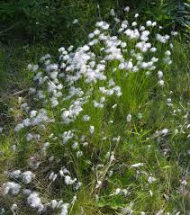 Attēlu rezultāti vaicājumam “Trichophorum alpinum”
