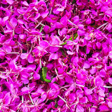 Attēlu rezultāti vaicājumam “Epilobium angustifolium leaf”